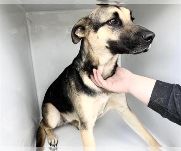 Medium Photo #1 German Shepherd Dog-Unknown Mix Puppy For Sale in Houston, TX, USA