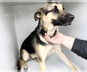 German Shepherd Dog-Unknown Mix Dogs for adoption in Houston, TX, USA