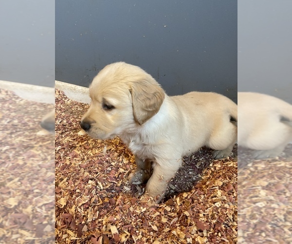 Medium Photo #2 Golden Retriever Puppy For Sale in ASHLEY, IN, USA