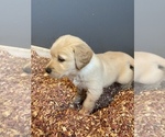 Small Photo #2 Golden Retriever Puppy For Sale in ASHLEY, IN, USA