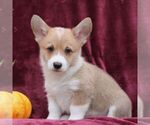 Small Photo #1 Pembroke Welsh Corgi Puppy For Sale in ELLIOTTSBURG, PA, USA