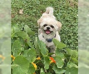 Shih Tzu Dogs for adoption in Mukwonago, WI, USA