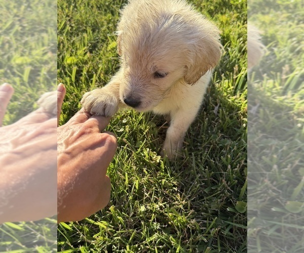 Medium Photo #2 Golden Retriever Puppy For Sale in TOLEDO, OH, USA