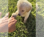 Small #1 Golden Retriever