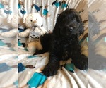Small Photo #1 Irish Doodle Puppy For Sale in SUMNER, IA, USA