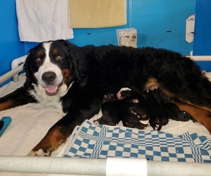 Mother of the Bernese Mountain Dog puppies born on 10/29/2022