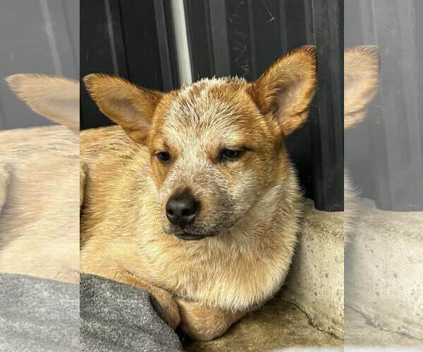 Medium Photo #1 Mutt Puppy For Sale in Highland, IL, USA