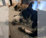 Small #1 Mutt