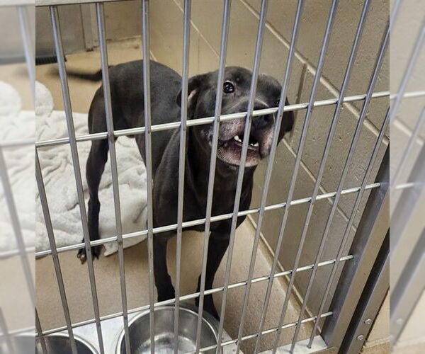 Medium Photo #1 American Pit Bull Terrier Puppy For Sale in Decatur, IL, USA