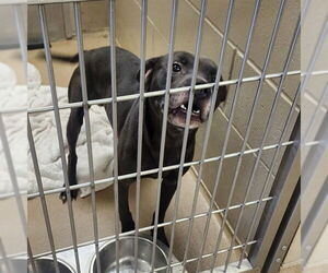 American Pit Bull Terrier Dogs for adoption in Decatur, IL, USA