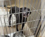 Small American Pit Bull Terrier