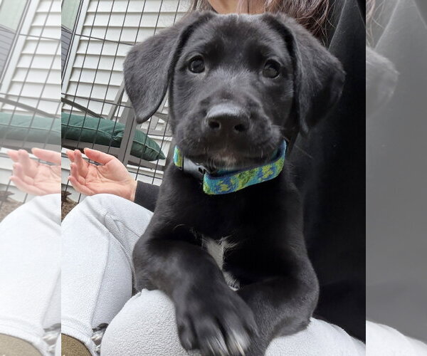 Medium Photo #1 Labrador Retriever-Unknown Mix Puppy For Sale in Bellevue, WA, USA