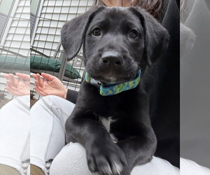 Labrador Retriever-Unknown Mix Dogs for adoption in Bellevue, WA, USA