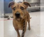 Small #3 Cairn Terrier Mix