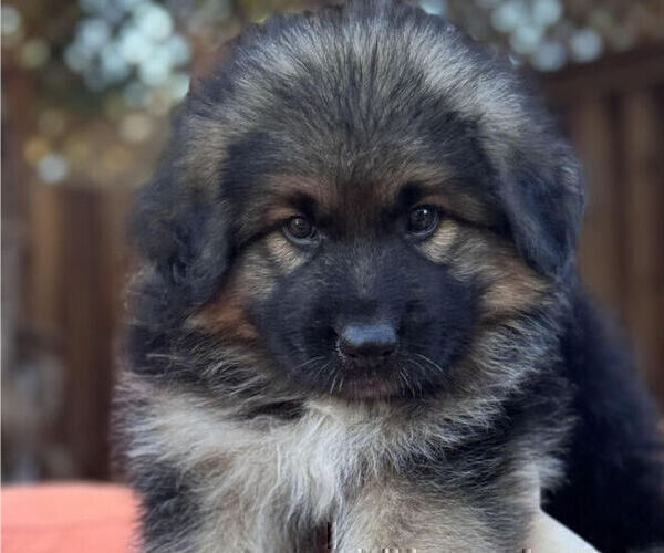 Medium Photo #5 King Shepherd Puppy For Sale in GRAND CANYON CAVERNS, AZ, USA
