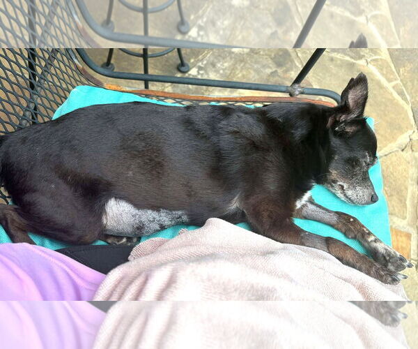 Medium Photo #13 Chihuahua Puppy For Sale in Boonton, NJ, USA