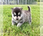Small Photo #3 Alaskan Klee Kai Puppy For Sale in WINCHESTER, OH, USA