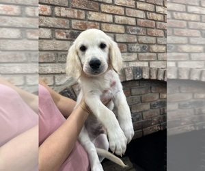 English Cream Golden Retriever Puppy for sale in NORTH HIGHLANDS, CA, USA