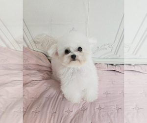 Bichon Frise Puppy for sale in Uijeongbu-si, Gyeonggi-do, Korea, South