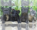 Small Photo #14 French Bulldog Puppy For Sale in TALLAHASSEE, FL, USA