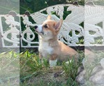 Small #2 Mutt