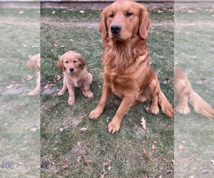 Golden Retriever Puppy for sale in COON VALLEY, WI, USA