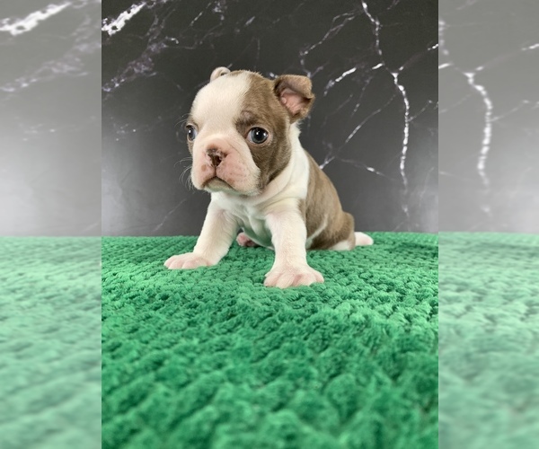 Medium Photo #1 Boston Terrier Puppy For Sale in TULARE, CA, USA