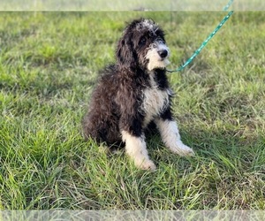 Aussiedoodle Miniature Puppy for sale in LAKELAND, FL, USA