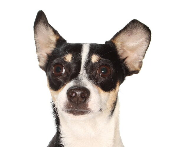 Medium Photo #1 Chihuahua-Unknown Mix Puppy For Sale in Oakland Park, FL, USA