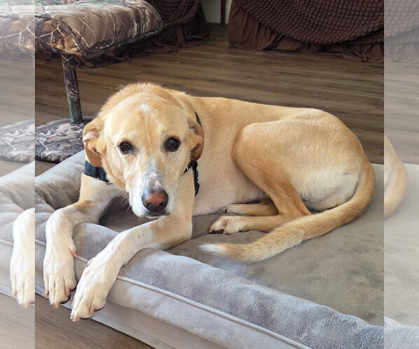 Medium Photo #2 Labrenees Puppy For Sale in Fargo, ND, USA