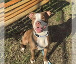 Small #2 American Pit Bull Terrier Mix