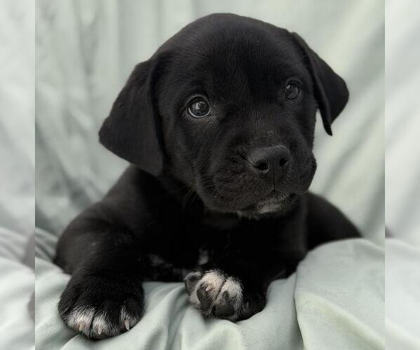 Medium Photo #1 Labrador Retriever-Unknown Mix Puppy For Sale in San Diego, CA, USA