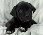 Small Labrador Retriever Mix