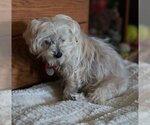 Small Photo #2 Maltipoo Puppy For Sale in HOUSTON, TX, USA