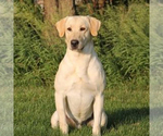 Small Photo #1 Labrador Retriever Puppy For Sale in SIOUX CENTER, IA, USA