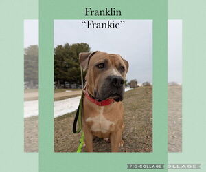 American Pit Bull Terrier-American Staffordshire Terrier Mix Dogs for adoption in Kewanee, IL, USA