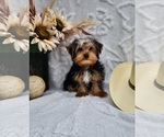 Small #2 Yorkshire Terrier