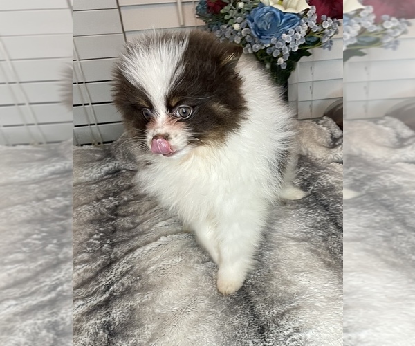 Medium Photo #2 Pomeranian Puppy For Sale in LUMBERTON, MS, USA