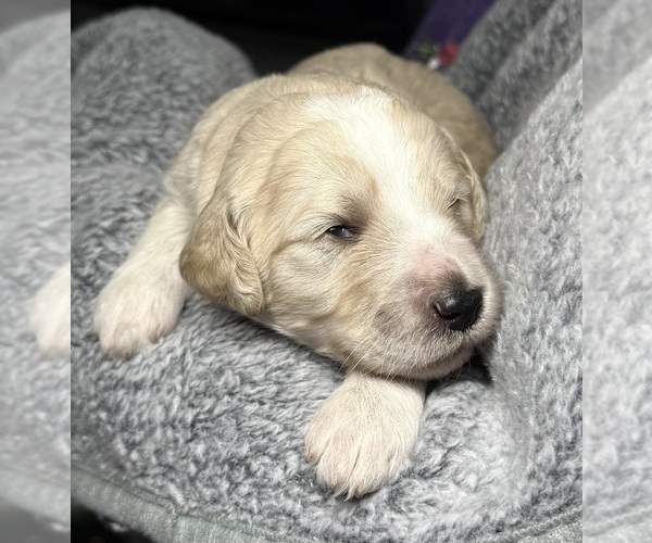 Medium Photo #2 Goldendoodle Puppy For Sale in HOWARD CITY, MI, USA