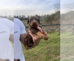 Small #15 Doberman Pinscher