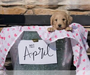 Goldendoodle (Miniature) Puppy for sale in FREDERICKSBG, OH, USA