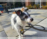 Small #1 Rat Terrier Mix