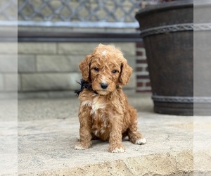 Poodle (Standard) Puppy for sale in WOLCOTT, IN, USA