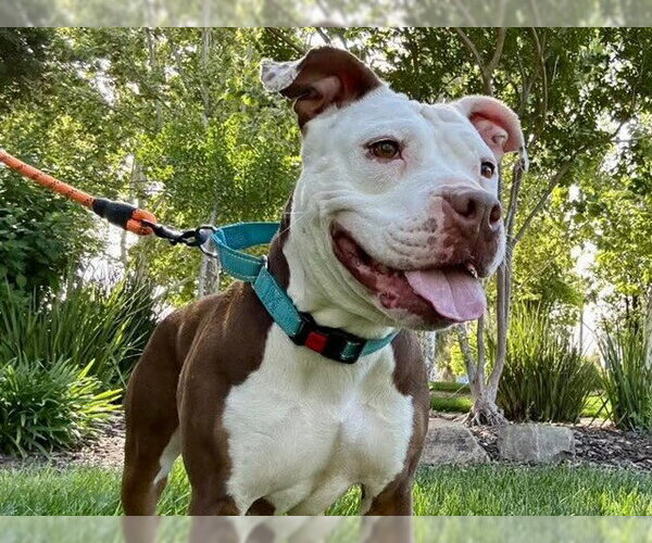 Medium Photo #2 Mutt Puppy For Sale in Martinez, CA, USA