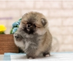 Small Photo #5 Pomeranian Puppy For Sale in SEATTLE, WA, USA