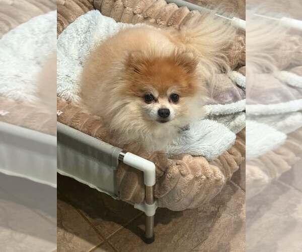 Medium Photo #2 Pomeranian Puppy For Sale in Jackson Township, NJ, USA