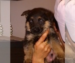 Small Photo #4 German Shepherd Dog Puppy For Sale in HOUSTON, TX, USA