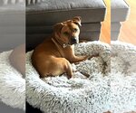 Small Mutt