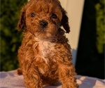 Small Photo #10 Poodle (Miniature) Puppy For Sale in GOSHEN, IN, USA