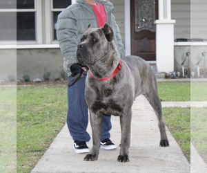 Mother of the Cane Corso puppies born on 02/17/2023